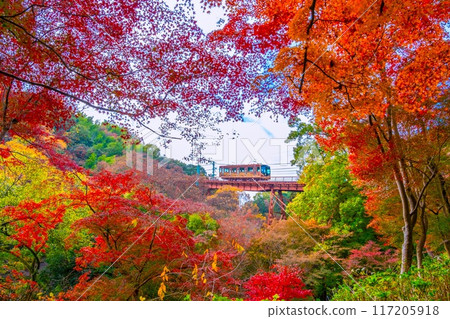 Iwashimizu Hachimangu Shrine approach cable car and autumn leaves Iwashimizu Hachimangu Shrine approach cable car and autumn leaves 117205918