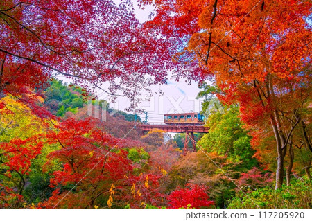 石清水八幡神社引道電纜及秋葉 117205920