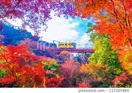 岩清水八幡宮纜車及秋葉美景 117205969