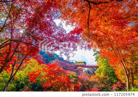 岩清水八幡宮纜車及秋葉美景 117205974