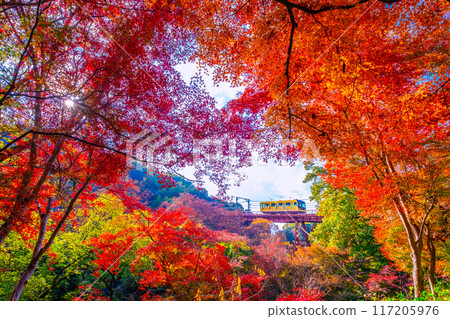 岩清水八幡宮纜車及秋葉美景 岩清水八幡宮纜車及秋葉美景 117205976