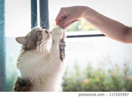 Cropped shot view of pet owner giving liquid snack to her cat. Your cat needs some variety in its diet as well as a tasty treat. 117205997