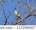 Long-tailed tit and blue sky 117206007