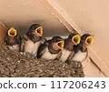 Swallow chicks waiting for food 117206243