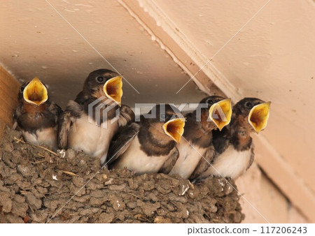 Swallow chicks waiting for food 117206243