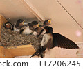 Swallow chicks being fed 117206245
