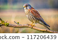 A striking kestrel perched on a bare branch, its keen eyes focused intently on the meadow below. 117206439