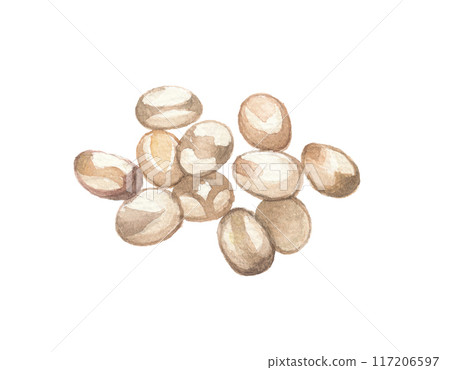 Takakibi (Japanese millet) seeds painted in watercolor Takakibi (Japanese millet) seeds painted in watercolor 117206597