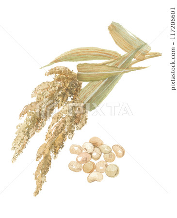 Watercolor painting of barnyard millet, ears and seeds 117206601
