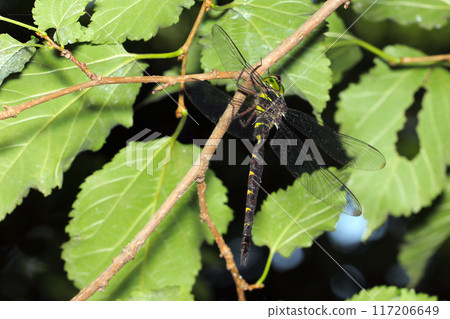 森林中暴露在強烈陽光下腰部太細的Koshibosoyanma(男性,自然光+閃光燈,微距特寫攝影) 森林中暴露在強烈陽光下腰部太細的Koshibosoyanma(男性,自然光+閃光燈,微距特寫攝影) 117206649