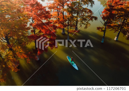 Aerial view with woman on SUP board at the river with autumnal swamp trees in water Aerial view with woman on SUP board at the river with autumnal swamp trees in water 117206701