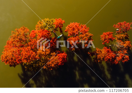 Human swims on stand up paddle board at lake among autumnal swamp trees. Drone view Human swims on stand up paddle board at lake among autumnal swamp trees. Drone view 117206705