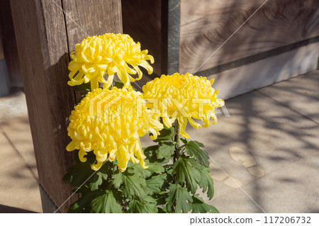 [Japan] Yellow chrysanthemum flowers displayed at Funabashi Daijingu Shrine in Chiba Prefecture 117206732
