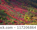 Autumn leaves of the ginsengai 117206864