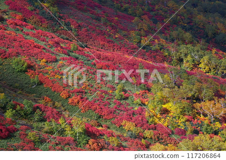 Autumn leaves of the ginsengai 117206864