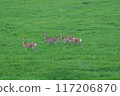 Ezoshika in the grassland 117206870