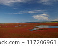 Coral grass colony in Lake Notoro 117206961