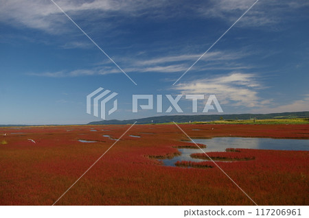 Coral grass colony in Lake Notoro 117206961