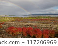 Coral grass and rainbow 117206969