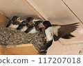 Swallow chicks fed by their parents 117207018