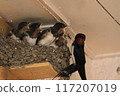 Swallow chicks begging for food 117207019