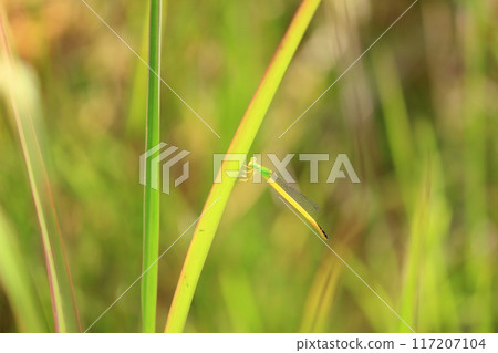 濕地裡看到的黃蜻蜓 濕地裡看到的黃蜻蜓 117207104