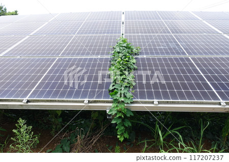 Weeds growing on solar panels 117207237