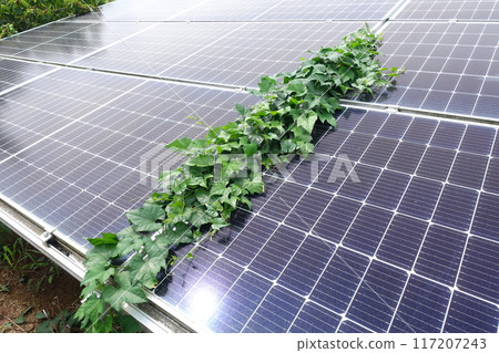 Weeds growing on solar panels 117207243