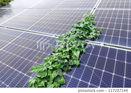 Weeds growing on solar panels Weeds growing on solar panels 117207244