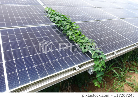 Weeds growing on solar panels 117207245