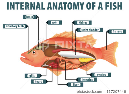 Internal Anatomy of a Fish 117207446