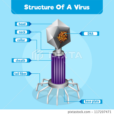 Structure of a Virus Structure of a Virus 117207471