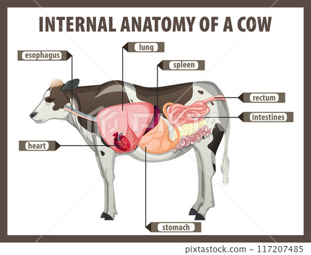 Internal Anatomy of a Cow 117207485