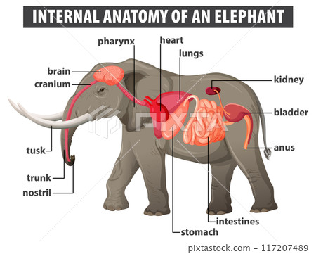 Internal Anatomy of an Elephant 117207489