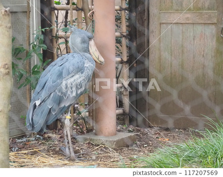 Shoebill (profile, whole body, with space) 117207569