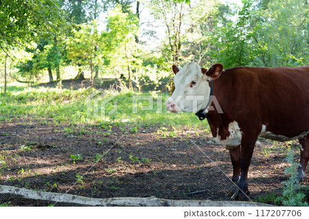 Brown cow with neck navigation system, agriculture, surveillance Brown cow with neck navigation system, agriculture, surveillance 117207706