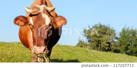 Banner of a red, horned cow in a green meadow with blue sky 117207713