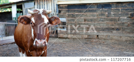 Portrait of a cow on a farm, meat and dairy concept 117207716