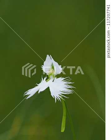Habenwort flower  Habenwort flower  117207741