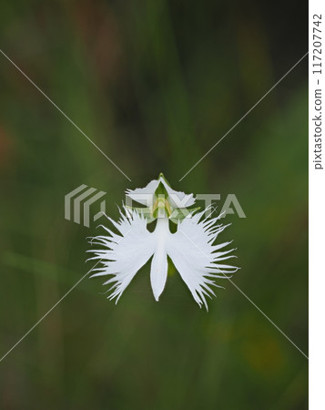 哈本草花 哈本草花 117207742