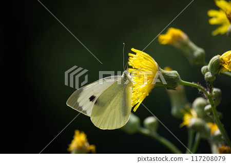 Large white cabbage butterfly on yellow flowers in a natural setting 117208079