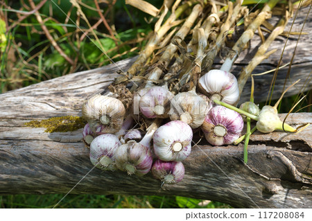 Freshly harvested garlic bulbs resting on a wooden log in a garden 117208084