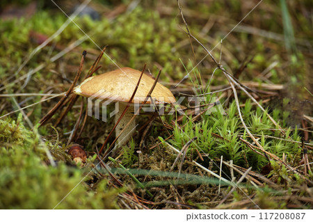 Closeup of Suillus granulatus mushroom growing near tree trunk in forest Closeup of Suillus granulatus mushroom growing near tree trunk in forest 117208087
