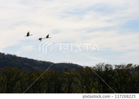 鶴族在秋日晴朗的天空中飛翔 117208225