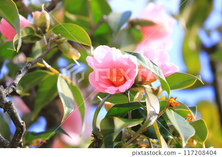 Pink camellia (Wabisuke camellia) 117208404