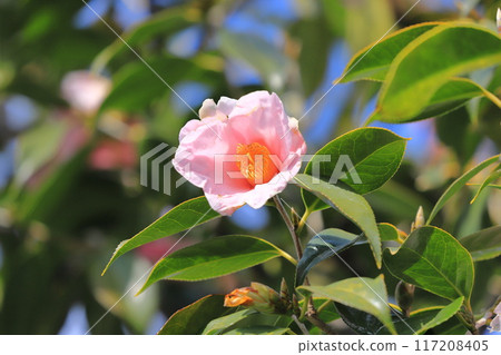 Pink camellia (Wabisuke camellia) 117208405