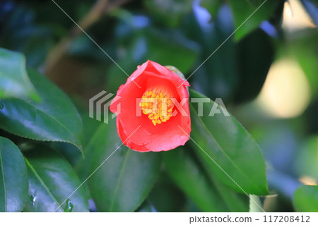 紅山茶花（侘助山茶花） 117208412