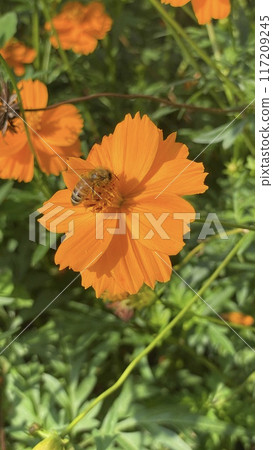 一隻蜜蜂棲息在黃色的波斯菊上 117209245