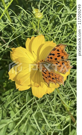 Indian Fritillary perching on Kibana Cosmos 117209249