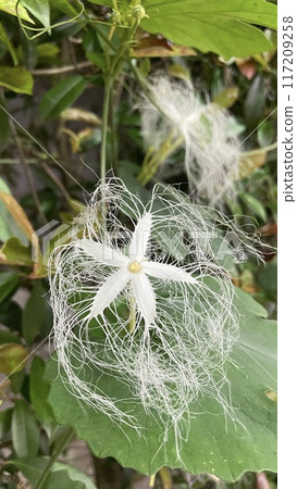 白色岩高蘭花 白色岩高蘭花 117209258